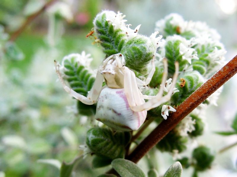 Thomisus onustus - Riano (RM)